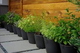 grow a herb garden design ideas
