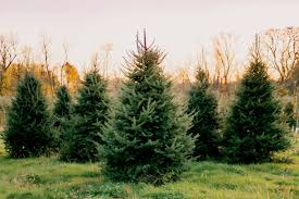 1,496 Christmas Tree Farm Stock Photos, Pictures & Royalty-Free Images -  iStock