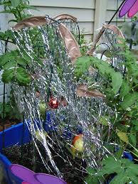 Keep Birds Away From Tomato Plants I