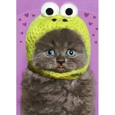 Grumpy cat valentines, funny grumpy cat memes. Recycled Paper Greetings Kitten Wearing Knit Frog Hat Funny Cat Valentine S Day Card Walmart Com Walmart Com