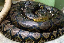 Longest snake in the world — the largest living snakes in the world,
