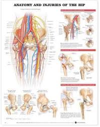 Anatomy And Injuries Of The Hip Anatomical Chart By Anatomical Chart Company Wallchart