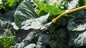 best organic pesticides for vegetables