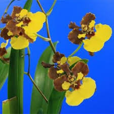 tolumnia orchids