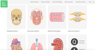 Their partner website has animated text narrations and quizzes to help you study the structures and functions of the anatomical systems. The 10 Best Resources To Learn And Master Dpt School Anatomy Breanna Spain Blog