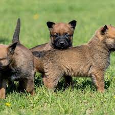 8 facts about belgian malinois