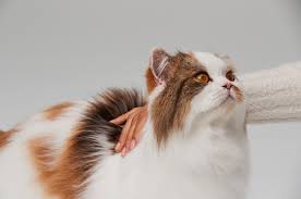 the 10 most common cat health issues