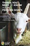 what-should-you-not-feed-a-goat