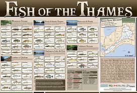 Fish Of The Thames Poster Utrca Inspiring A Healthy