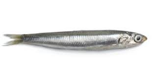 La migliore soluzione per pregiato pesce azzurro detto anche seriola cruciverba, ha 8 lettere. Elenco Completo Pesce Azzurro Lacuocaignorante