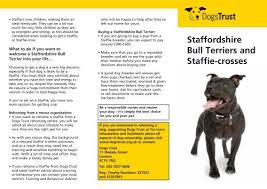 Breeders developed a staffordshire terrier that was larger than the english version. Staffordshire Bull Terriers And Staffie Crosses Dogs Trust
