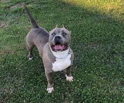 The american pit bull terrier is loyal, tough on itself, and tenacious. Xl Xxl Pitbull Puppies For Sale Xl Pit Bulls Pitbull Puppies