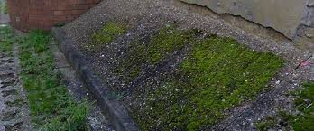 Moss Off Concrete Green Moss On