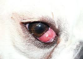 treatment options for your dog s cherry eye