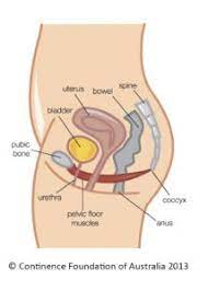 what is your pelvic floor female