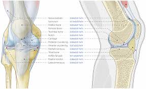 19 photos of the knee tendon anatomy diagram and name chart. Protein Synthesis Rates Of Muscle Tendon Ligament Cartilage And Bone Tissue In Vivo In Humans