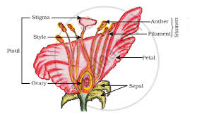 gamete producing organs in the flower
