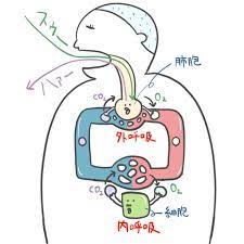 ゴロ−@解剖生理イラスト on X: 【パッと見で分かる！】 「外呼吸と内呼吸」 t.coGWRQrXmRCI  X