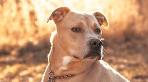 Staffies bond well with all the people in the family, and love children. Pitbull Terrier Mixes 21 Different Pittie Cross Breeds We Love