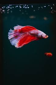 Get high quality free downloadable fish wallpapers for your mobile device. 100 Fish Images Download Free Images Stock Photos On Unsplash