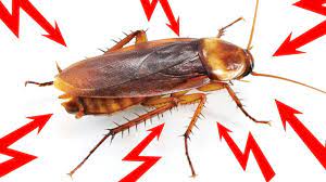 home remes for roaches