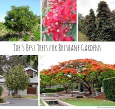 Most trees reach ultimately at least 23ft (7m) tall and although most garden trees attain 30ft (10m) or more at maturity, there are many examples that stay smaller, in all shapes and sizes, evergreen and deciduous. The 5 Best Trees For Brisbane Gardens Seed Landscape Design