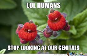 Flower Memes. Best Collection of Funny Flower Pictures via Relatably.com