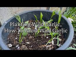 Planting Wild Garlic Bulbs How To Grow