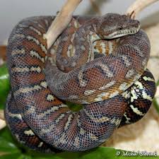 morelia bredli centralian carpet