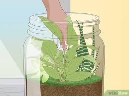 How To Grow A Garden In A Bottle With