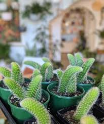 But, if you were really that dehydrated, you probably wouldn't have the energy for. The Soft Monkey Tail Cactus What You Need To Know Succulent City