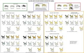 Silver Golden Series Cats Cat Colours And Conformation
