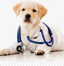 Maxx and i thoroughly enjoy going to dog and cat clinic. Dog And Cat Png Download 1005 1008 Free Transparent Dog Png Download Cleanpng Kisspng