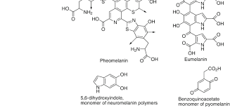 pheomelanin eumelanin neuromelanin