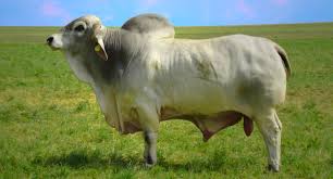 Brahman cattle are important in tropical regions due to their ability to tolerate excessive heat and parasites. Young Brahmousin Cattle Breeding In Germany