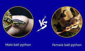 male vs female ball python what are