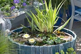 Mini Container Water Gardens