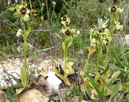 Ophrys bombyliflora - Bumblebee Orchid - (Orchidaceae)