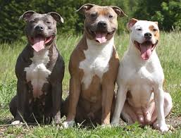 training american pit bull terriers
