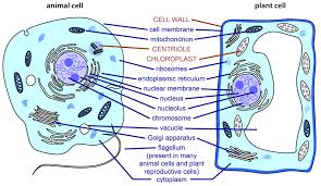 logies cellular molecular evidence