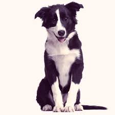 border collie a complete breed and