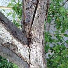 Apple tree pests and bugs. Pests And Disease Of Plum Trees