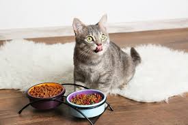 how much should you feed your cat and