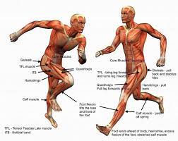 what muscles does running work 7 key