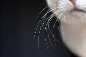 Otoh, we have an orange cat with 3 black whiskers on one side. Avoiding Whisker Fatigue In Cats Lone Tree Veterinary Medical Center Lone Tree Veterinary Medical Center