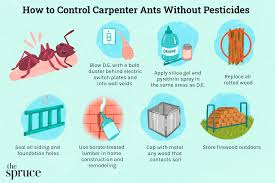 carpenter ants without pesticides