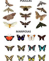 Coastal Heaven Nosara - Diferencia entre polilla y mariposa. Las mariposas y polillas son insectos que pertenecen al orden Lepidóptera, que significa «alas con escamas». Sin embargo, existen algunas reglas generales que