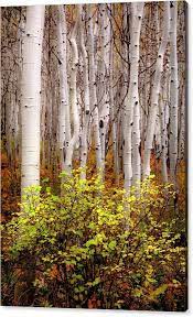 Colorado Aspen Trees Fall Tree Decor