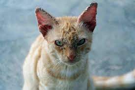 scaly skin in cats symptoms causes