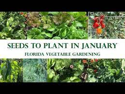 Florida Vegetable Garden In January